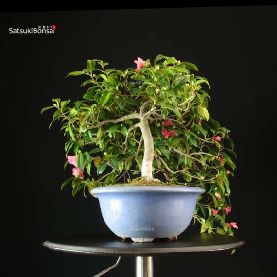 Camellia Japonica - immagine 6