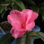 Camellia Japonica - immagine 2