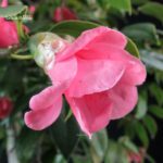 Camellia Japonica - immagine 11