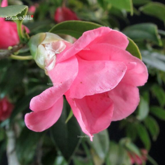 Camellia Japonica - immagine 11