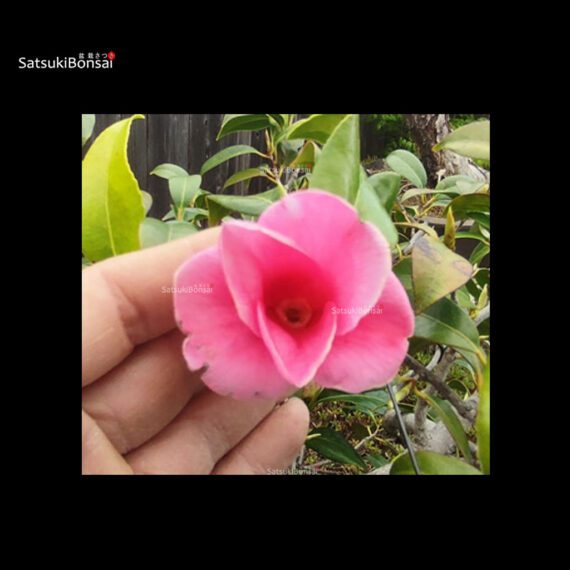 Camellia Japonica - immagine 5