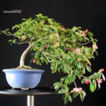 Camellia Japonica - immagine 3