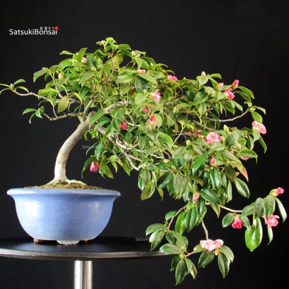 Camellia Japonica - immagine 3