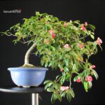 Camellia Japonica