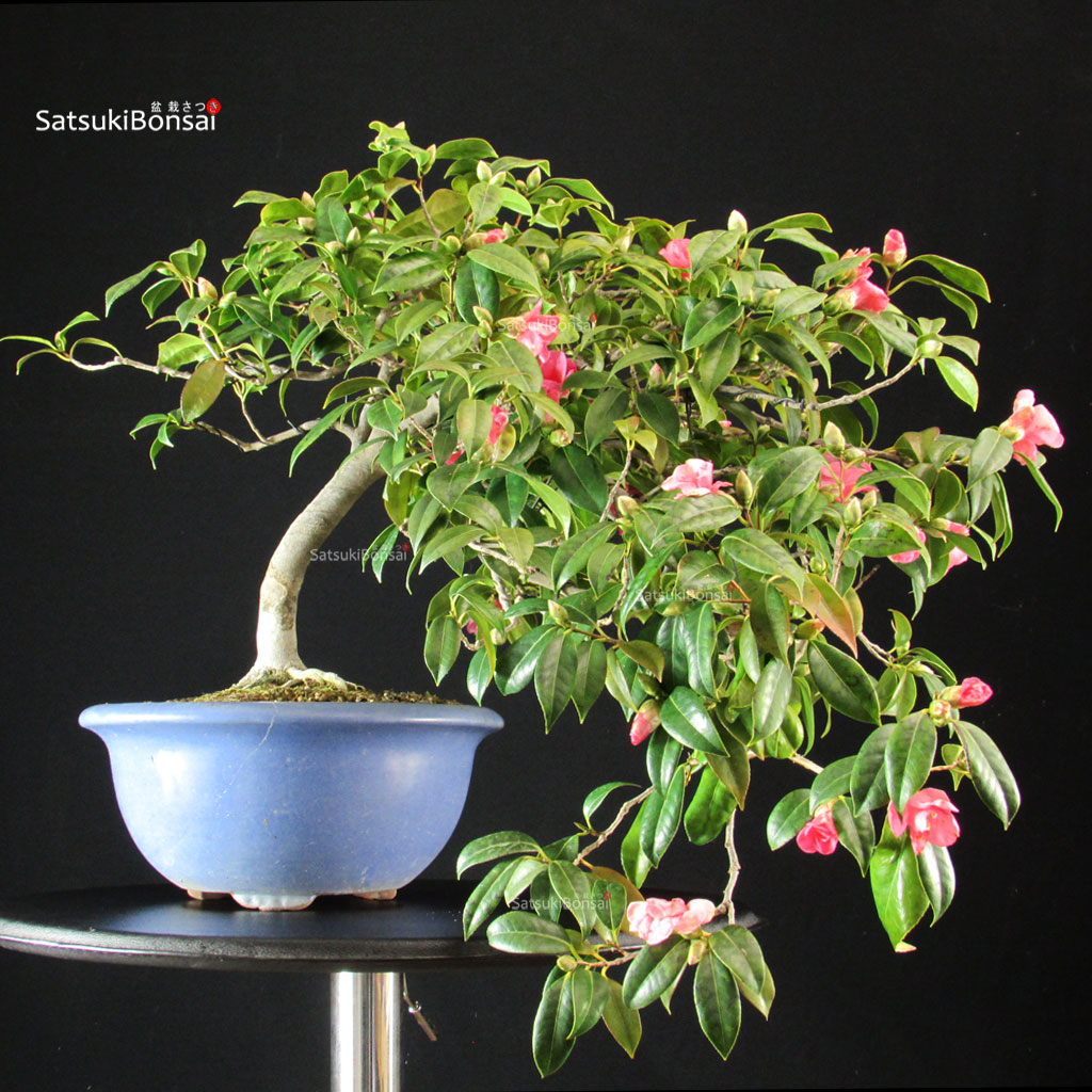 255743_8-Camellia-Japonica Camellia Japonica - immagine 1