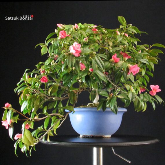 Camellia Japonica - immagine 4