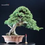 Juniperus Rigida - Tosho