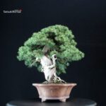 Juniperus Rigida - Tosho - immagine 2