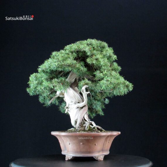 Juniperus Rigida - Tosho - immagine 2