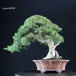 Juniperus Rigida - Tosho - immagine 3