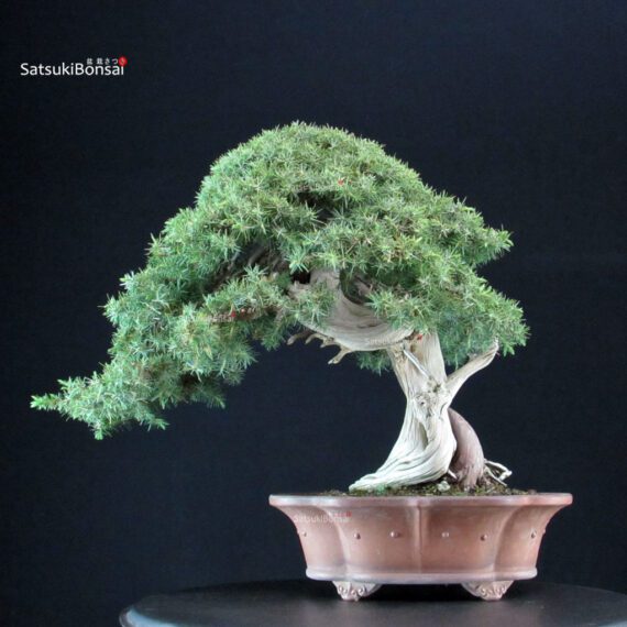 Juniperus Rigida - Tosho - immagine 3