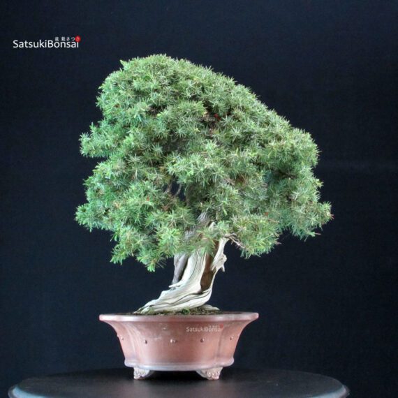 Juniperus Rigida - Tosho - immagine 4