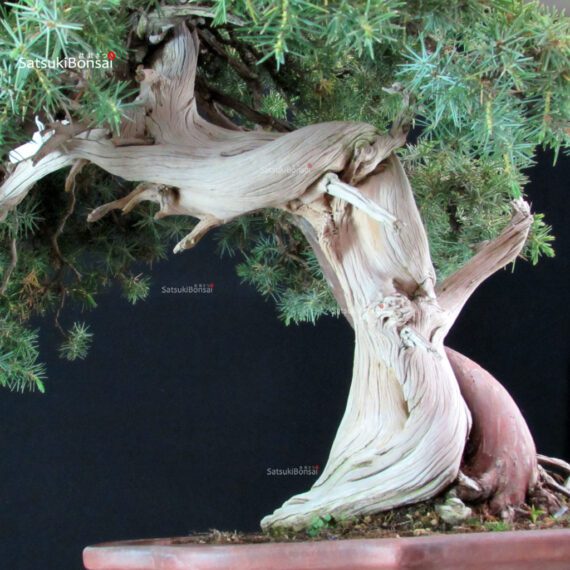 Juniperus Rigida - Tosho - immagine 5