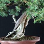 Juniperus Rigida - Tosho - immagine 6