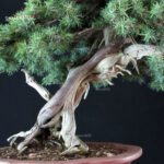 Juniperus Rigida - Tosho - immagine 7