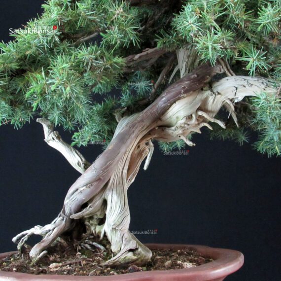 Juniperus Rigida - Tosho - immagine 7