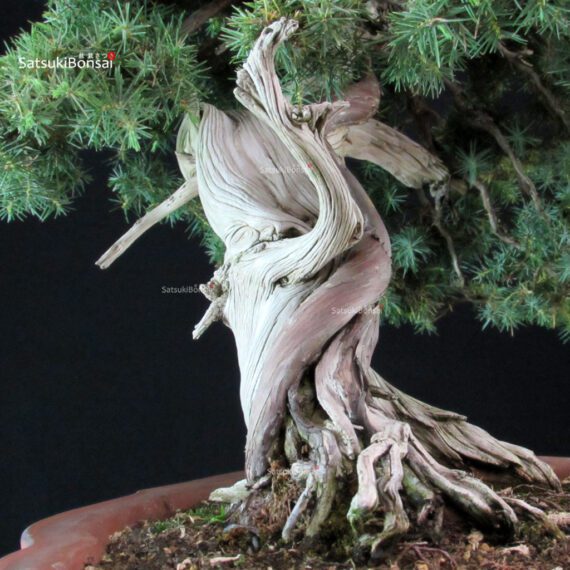Juniperus Rigida - Tosho - immagine 8
