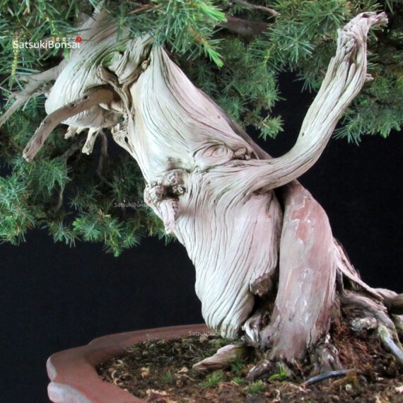 Juniperus Rigida - Tosho - immagine 9