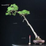 Pinus Pentaphylla - Goyomatsu