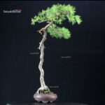 Pinus Pentaphylla - Goyomatsu - immagine 2