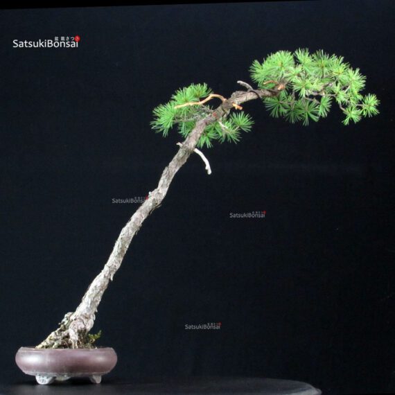 Pinus Pentaphylla - Goyomatsu - immagine 3