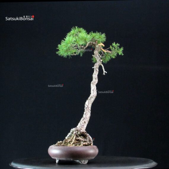 Pinus Pentaphylla - Goyomatsu - immagine 4