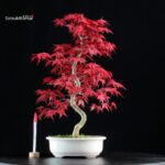 Acero palmato var. Deshojo