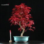 Acero palmato var. Deshojo