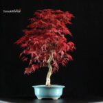 Acero palmato var. Deshojo - immagine 2