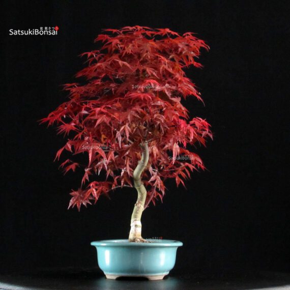 Acero palmato var. Deshojo - immagine 2
