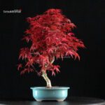 Acero palmato var. Deshojo - immagine 3