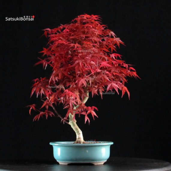 Acero palmato var. Deshojo - immagine 3