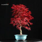 Acero palmato var. Deshojo - immagine 4
