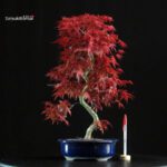 Acero palmato var. Deshojo