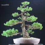 Pinus Pentaphylla Zuisho - Goyomatsu