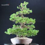 Pinus Pentaphylla Zuisho - Goyomatsu - immagine 2
