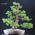Pinus Pentaphylla Zuisho - Goyomatsu - immagine 3