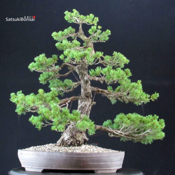 Pinus Pentaphylla Zuisho - Goyomatsu - immagine 3
