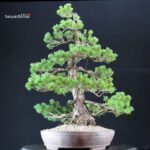 Pinus Pentaphylla Zuisho - Goyomatsu - immagine 4