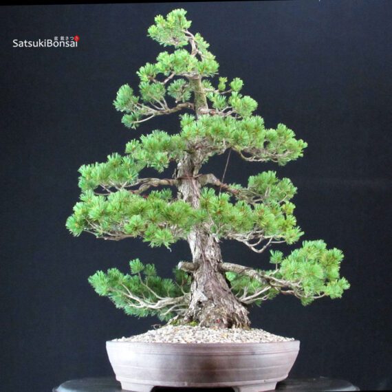 Pinus Pentaphylla Zuisho - Goyomatsu - immagine 4