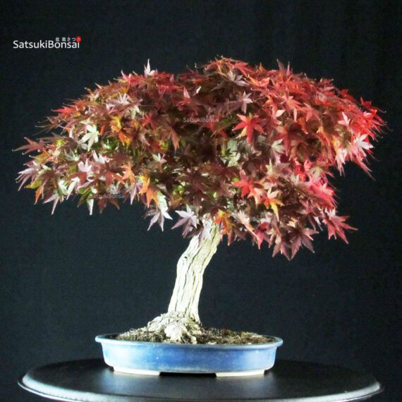 255232_6-Acer-palmatum-acero-palmato Acero Palmato Yamamomiji - immagine 1
