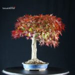 Acero Palmato Yamamomiji - immagine 2