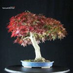 Acero Palmato Yamamomiji - immagine 3