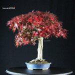 Acero Palmato Yamamomiji - immagine 4