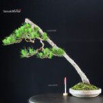 Pinus Densiflora - Akamatsu