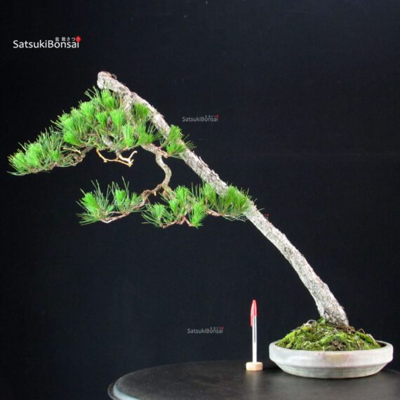 Pinus Densiflora - Akamatsu - immagine 1