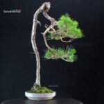 Pinus Densiflora - Akamatsu - immagine 2