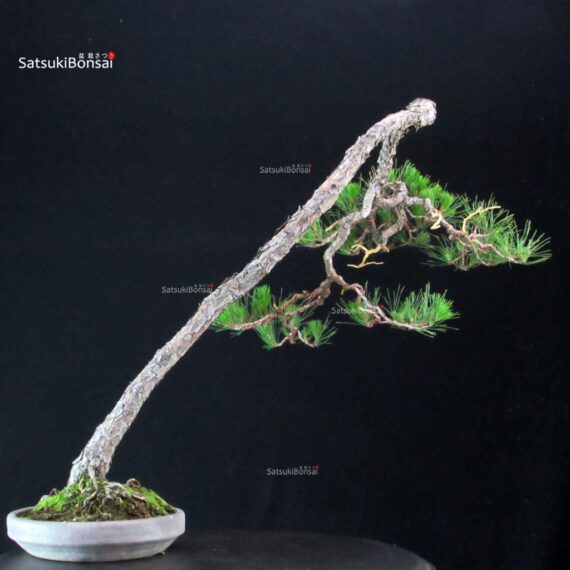 Pinus Densiflora - Akamatsu - immagine 3
