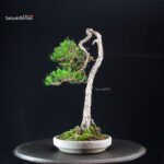 Pinus Densiflora - Akamatsu - immagine 4