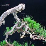 Pinus Densiflora - Akamatsu - immagine 5